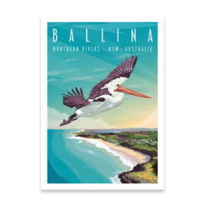 Ballina Pelican, Northern Rivers, NSW